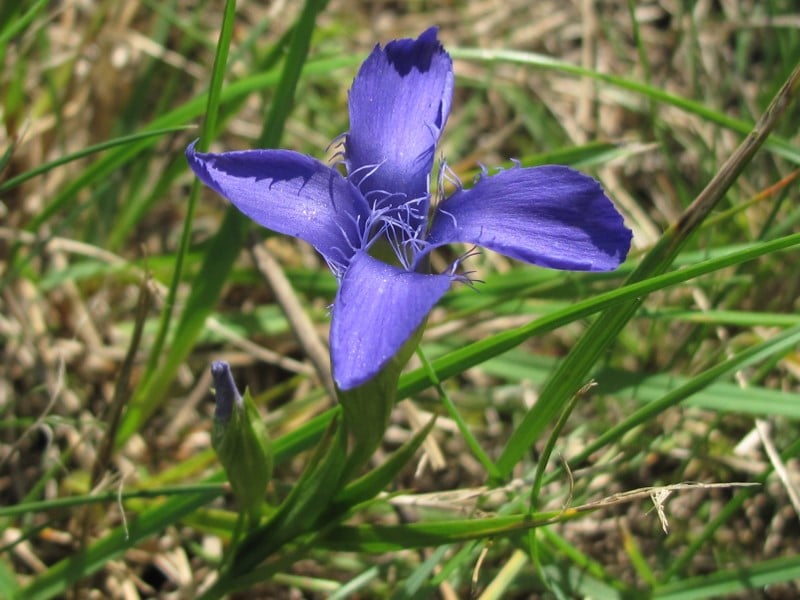 Gentiaan, Gentianopsis