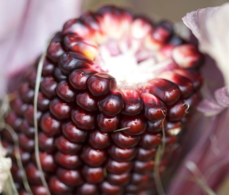 Red corn