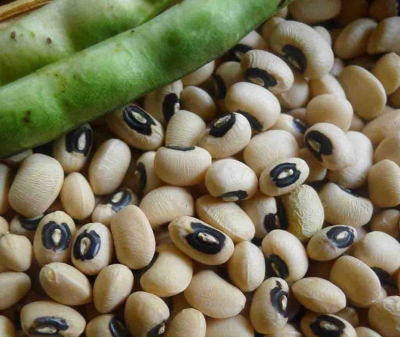 Kacang tunggak, Vigna unguiculata subsp. unguiculata