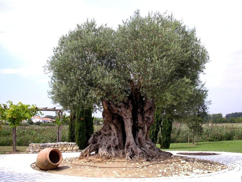 क्रेते में प्राचीन जैतून का पेड़