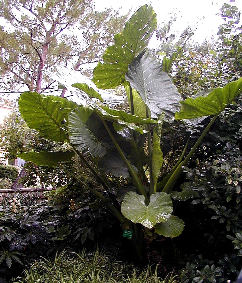 Elephant ear