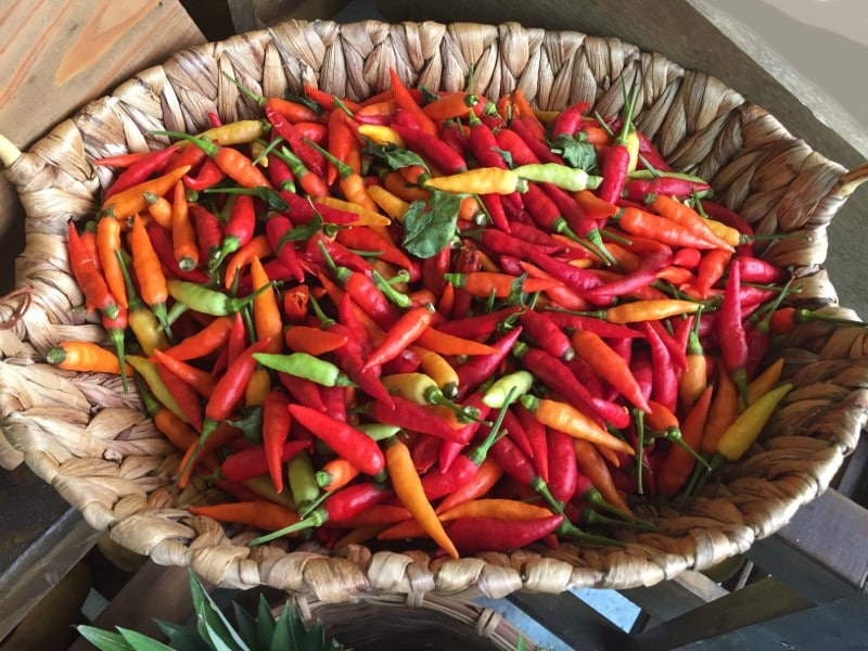 Aji caballero peppers