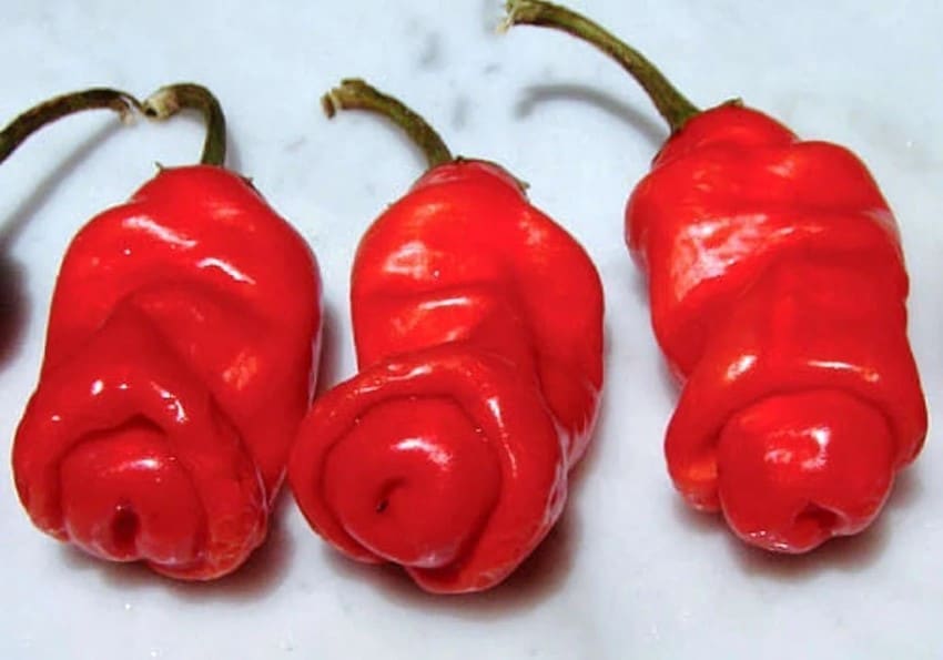 paprika penis