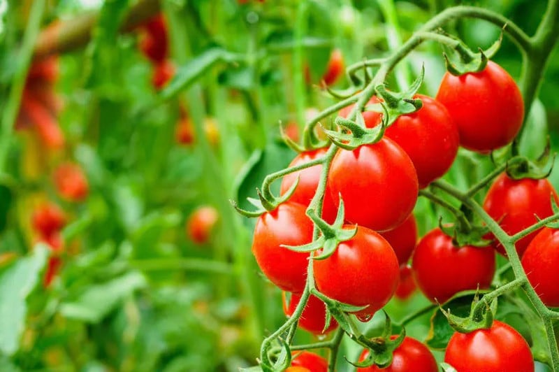 Tomates cerises