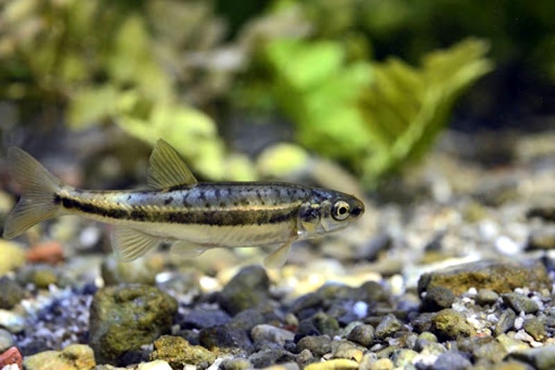 Minnow