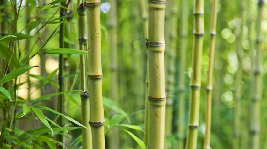 Bamboo