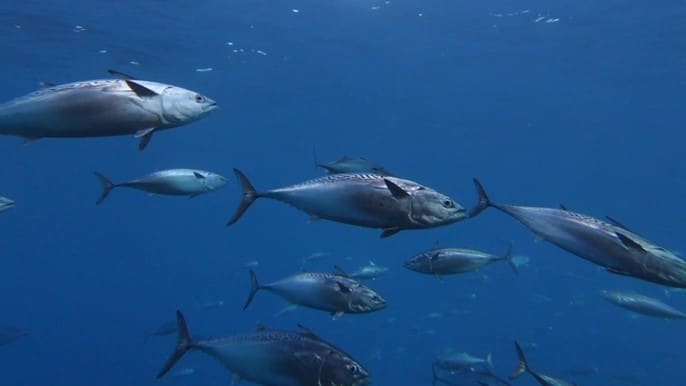 Shoal of bluefin tuna