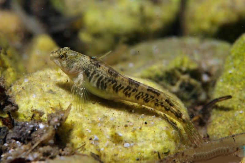 แม่น้ำ blenny