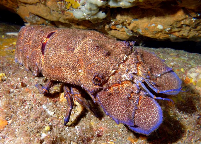 Sea cicada