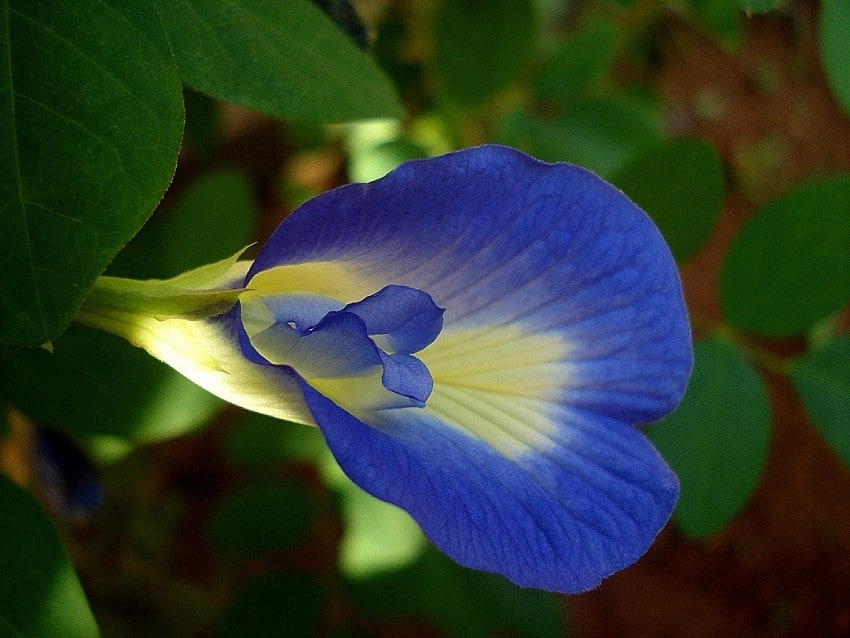 Flor de ervilha azul
