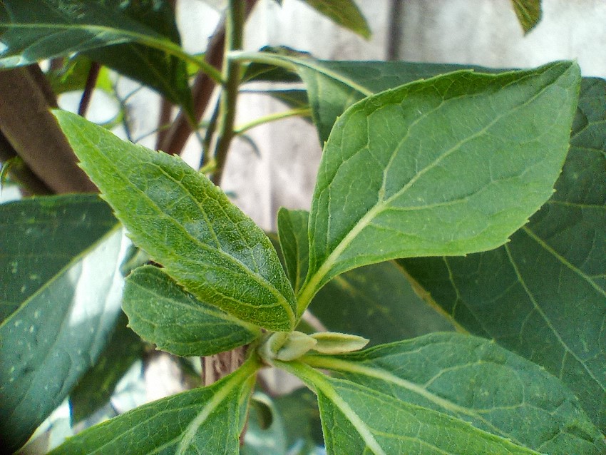 Ndolé, Vernonia amygdalina