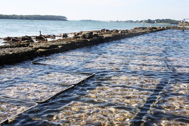 Locoal Bay Oyster Park