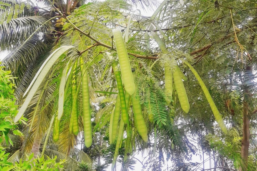 Petai, speciosa parkas