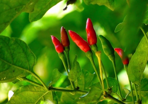 Aji chirel peppers