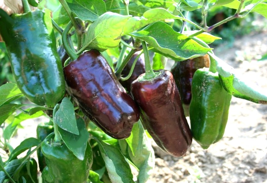 Chocolate pepper