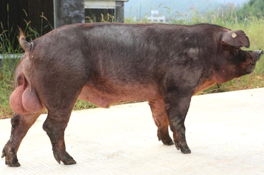 Duroc varkensvlees