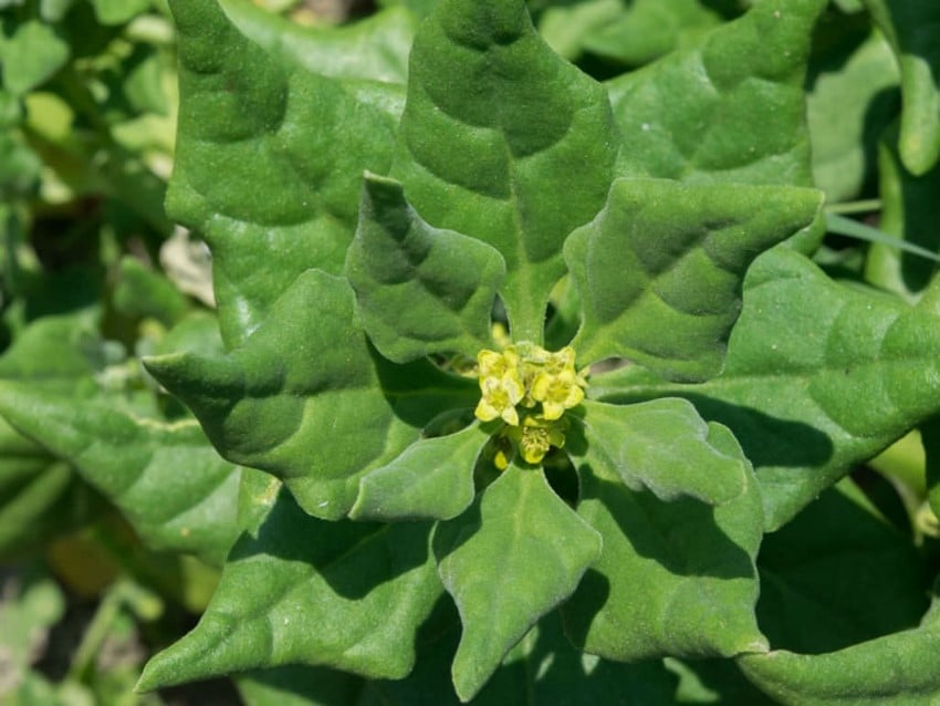 Tungau laba-laba Selandia Baru, Tetragonia tetragonioides