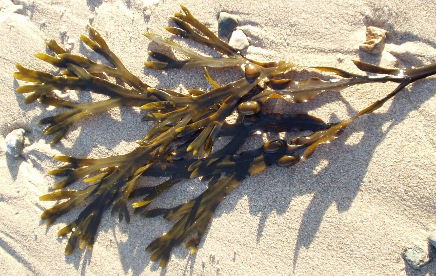 Kelp