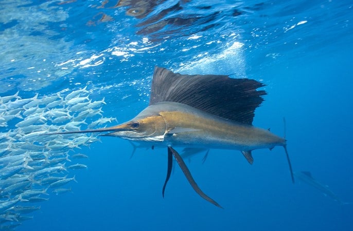 Velero atlántico