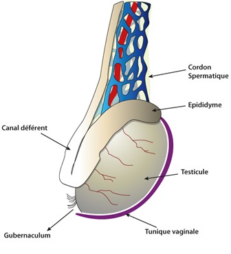 Vue latéro-postérieure du testicule de l’homme