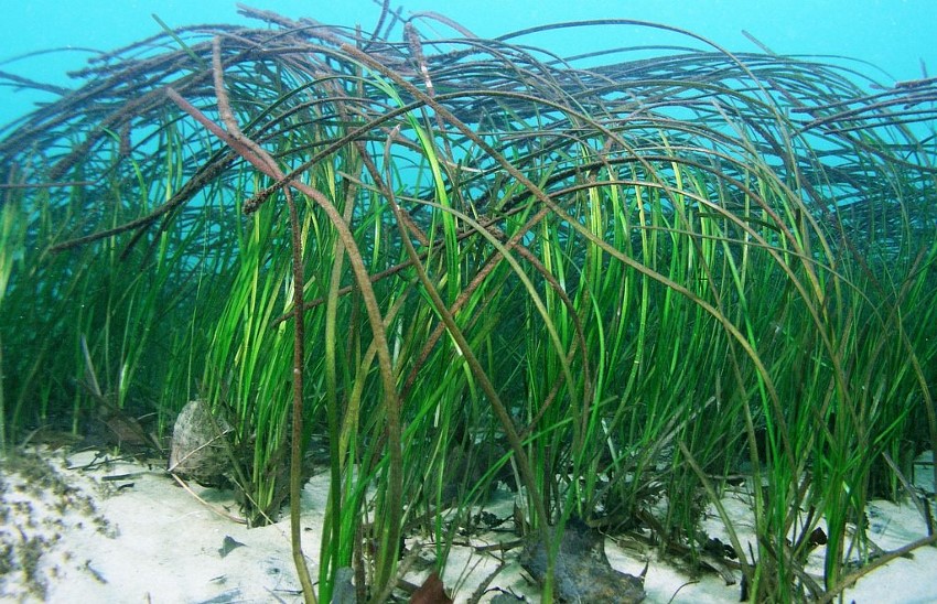 Eelgrass