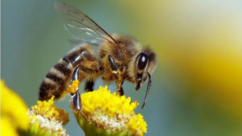 bee