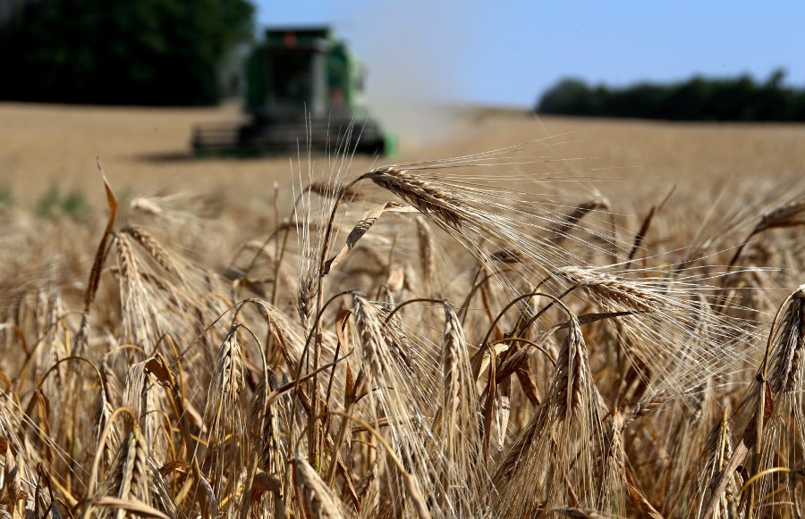 Barley field