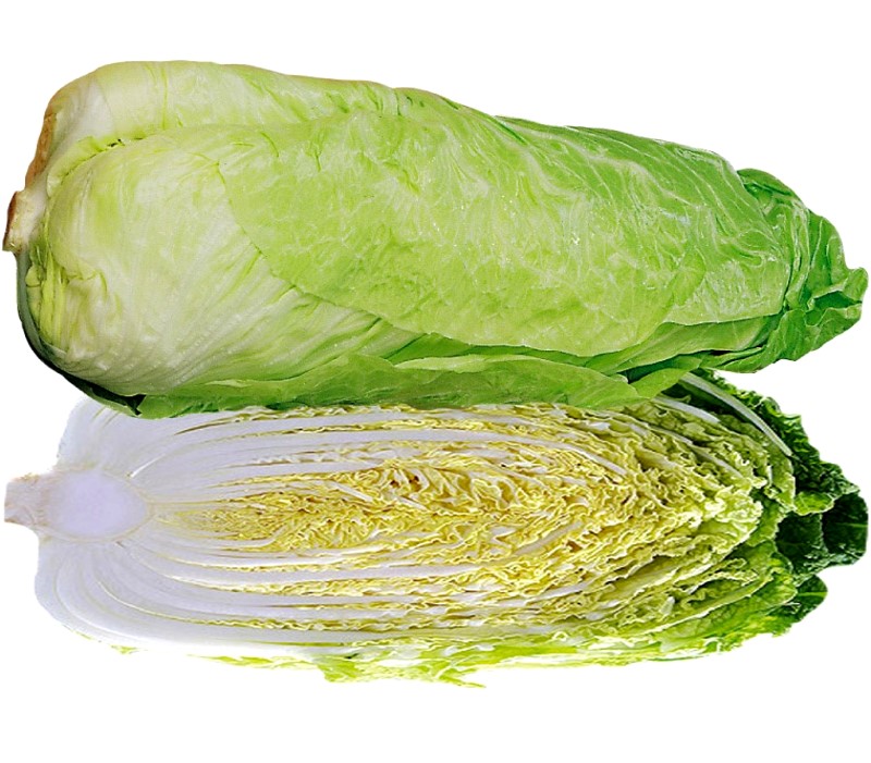 Chicory Sugarloaf