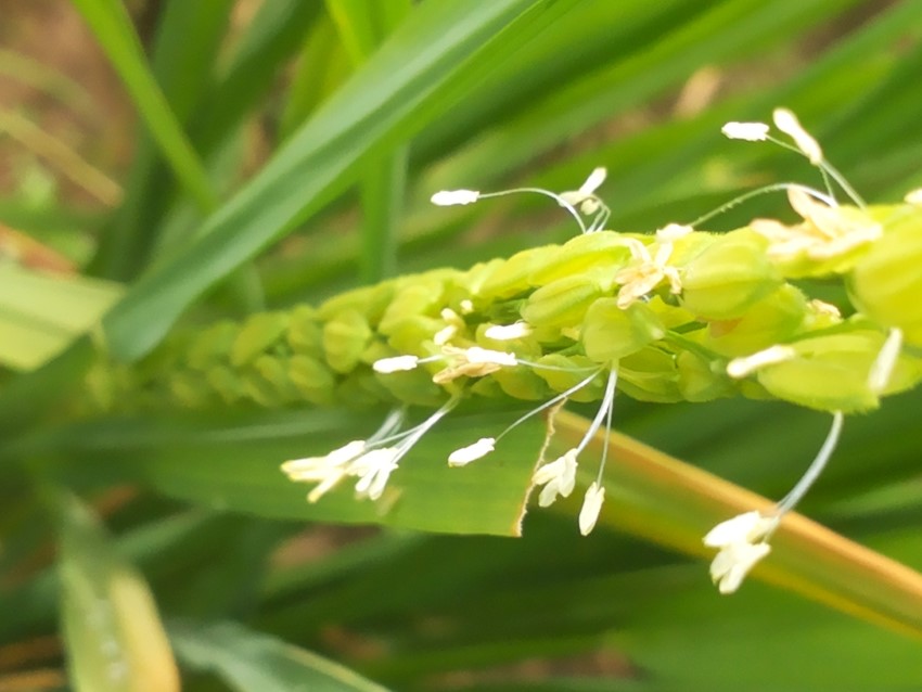 Uniflower rice spikelets