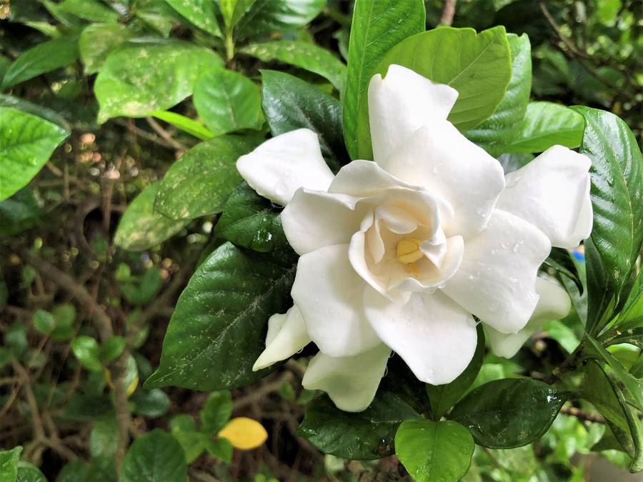 Гардения, Gardenia jasminoides