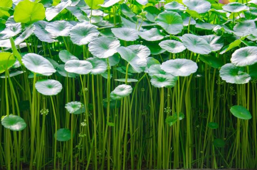 Tiger Grass, Centella asiatica