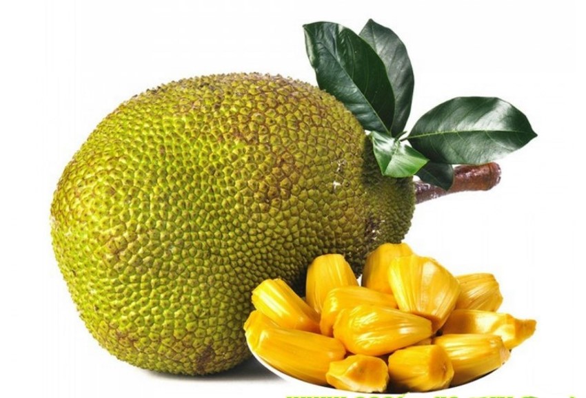 ג'קפרי, Artocarpus heterophyllus