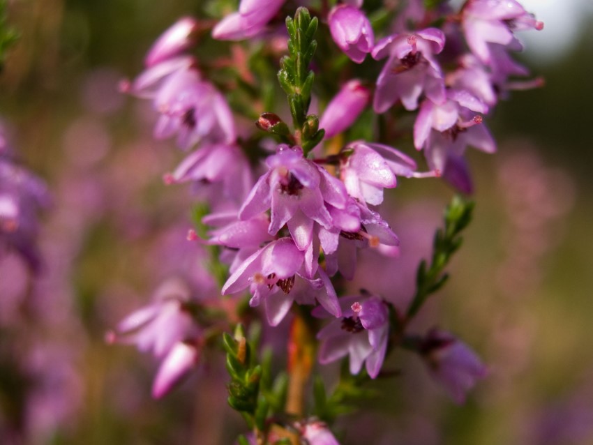 Urze, uma planta multiflora