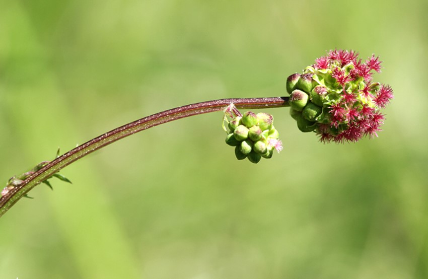 Burnet, Sanguisorba mino Scop.