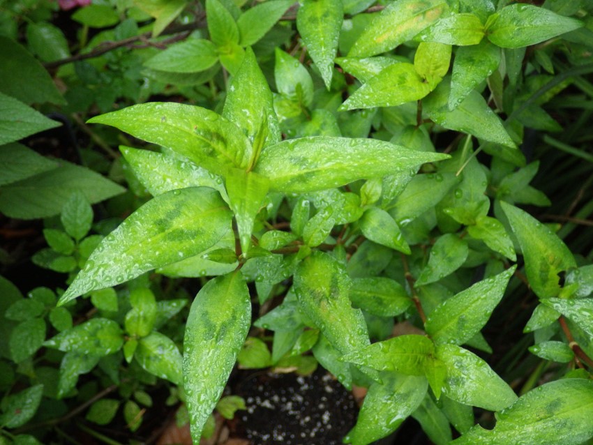 Rau montone, Polygonum odoratum Lour