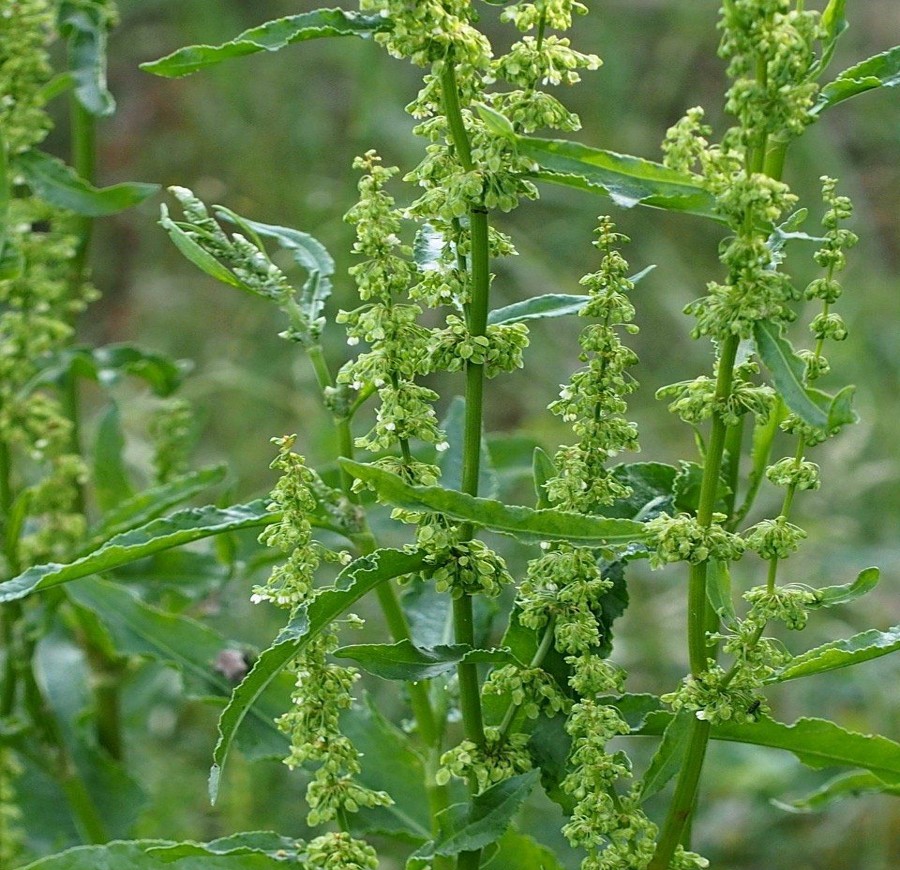 Rumex giòn