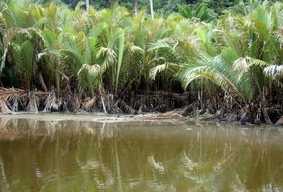 Sago palms, Metroxylon sagu