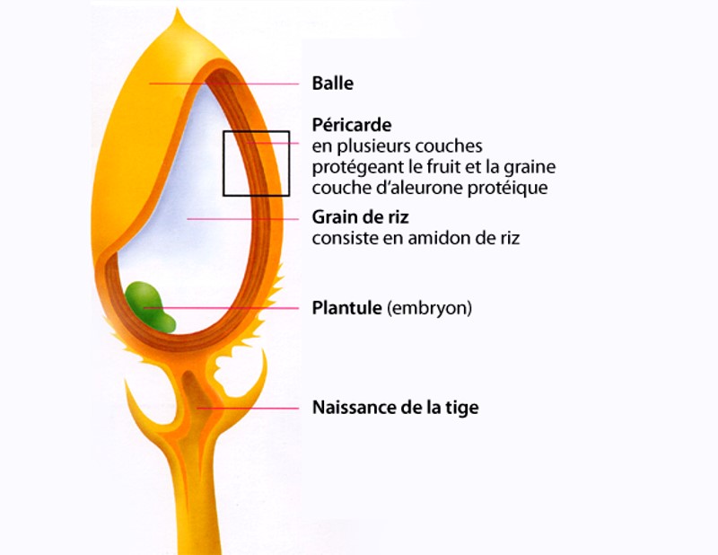 Structure d’un grain de riz