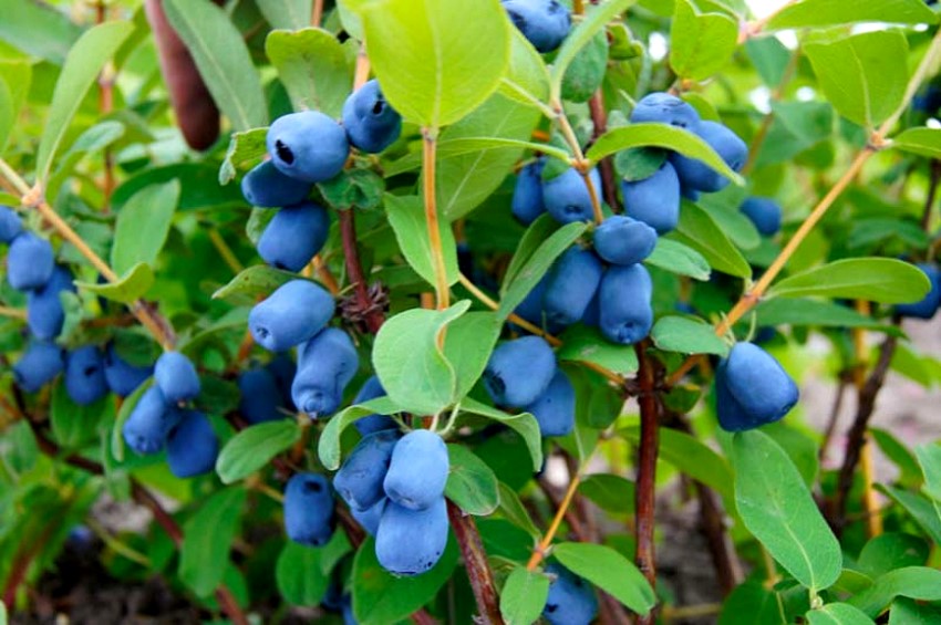 Camérises、Lonicera caerulea