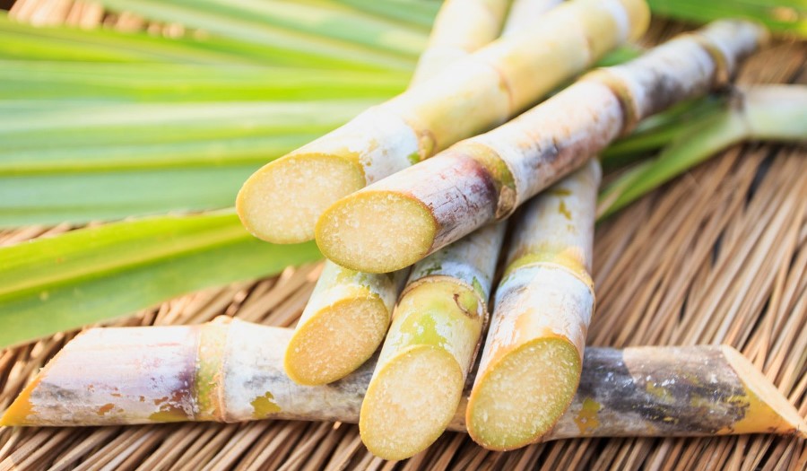 sugarcane