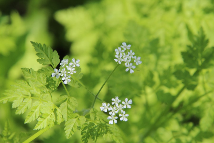 Chervil, Anthriscus cerefolium