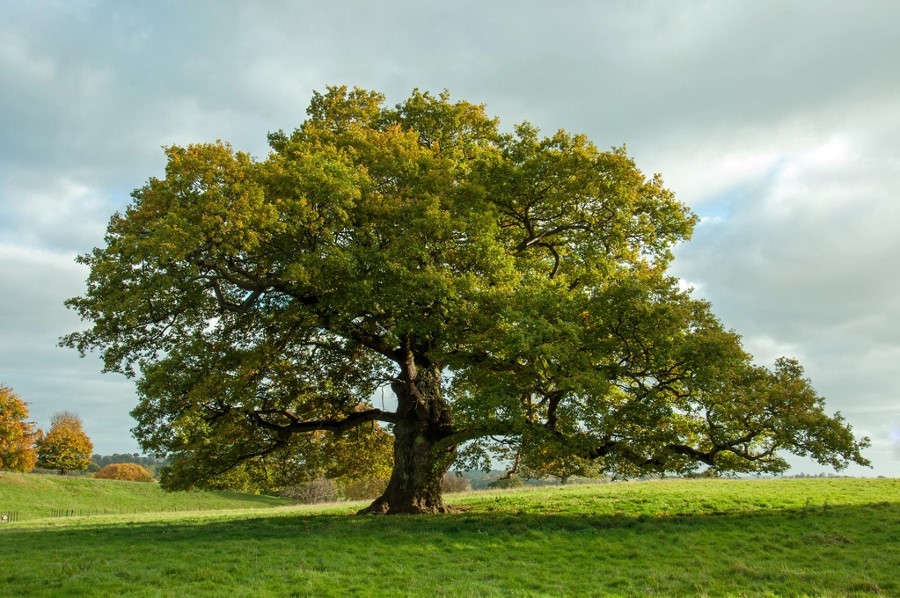 quercia