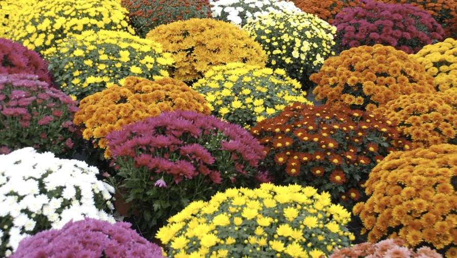 Chrysanthemums