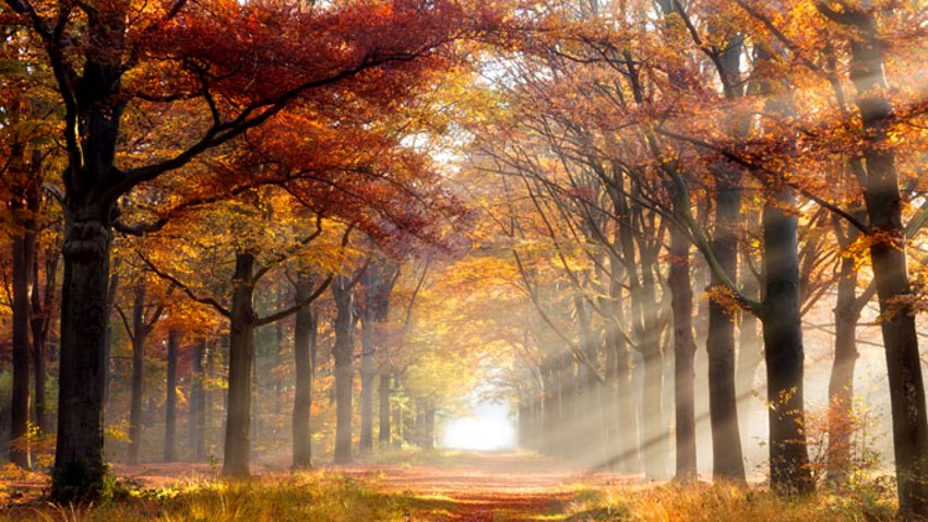 Hutan di musim gugur