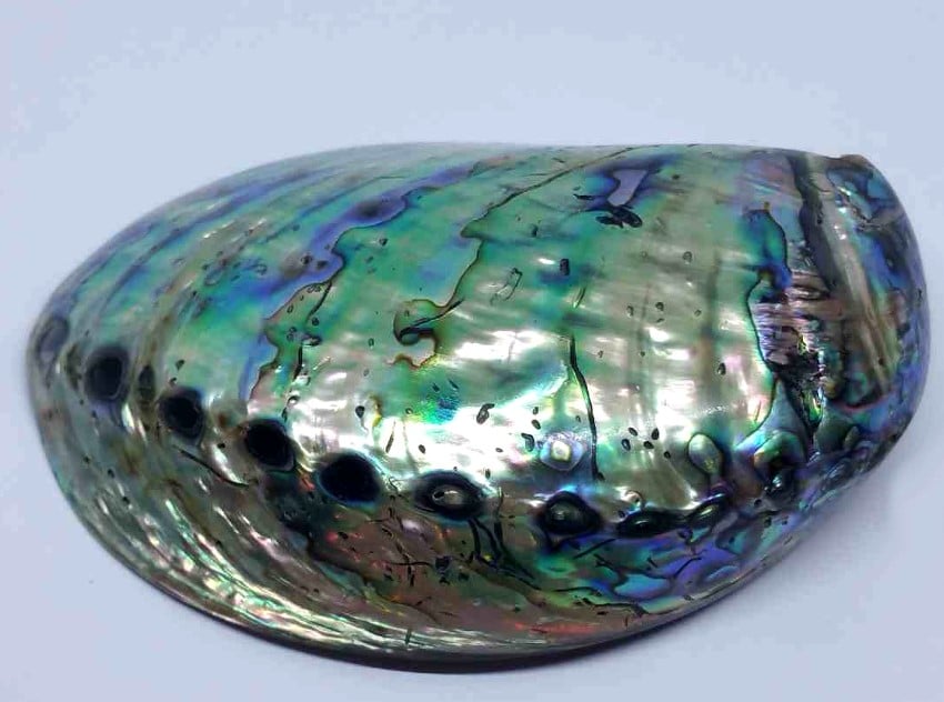 Madreperla da un guscio di abalone