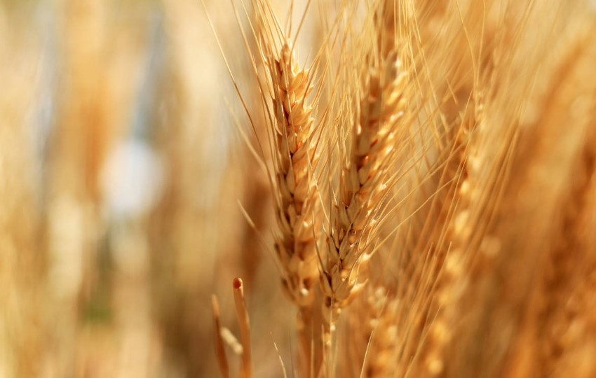 The blond color of wheat ears