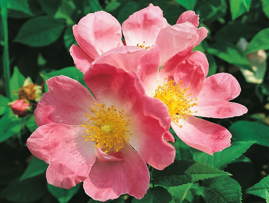 Rose musquée, Rosa rubiginosa