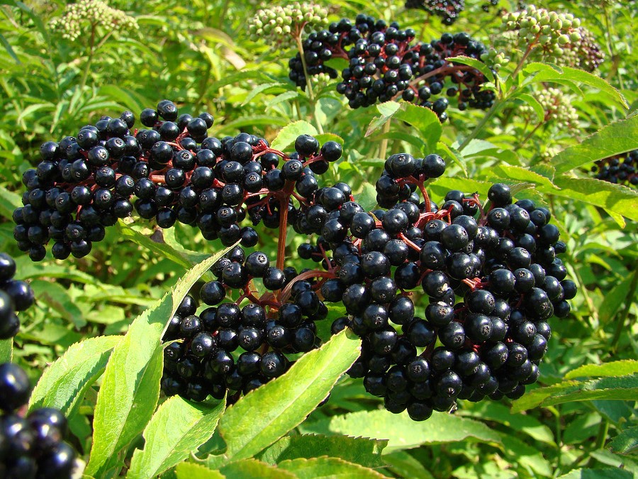 Cây cơm cháy, sambucus