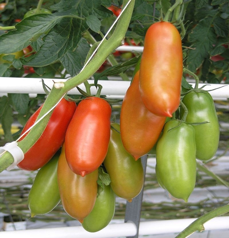 S.Marzano tomater från Agro Sarnese-Nocerino