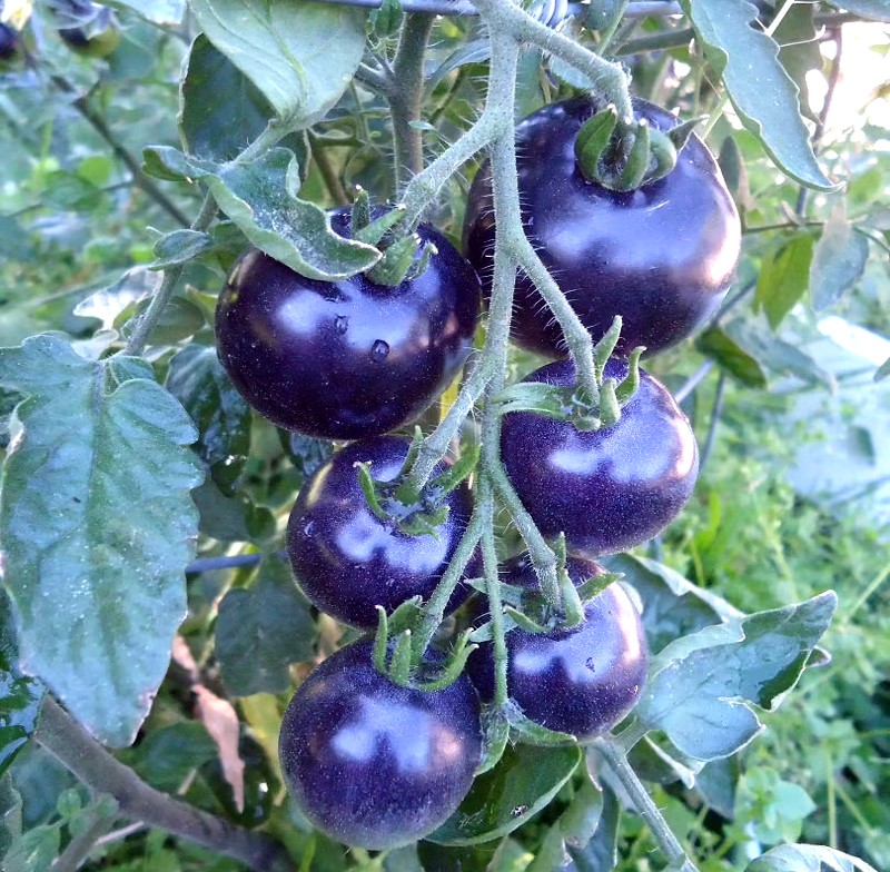 blauwe tomaten